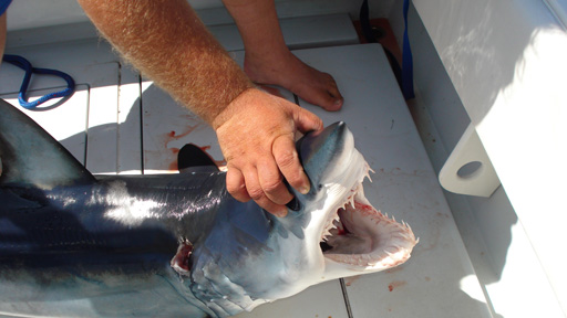 shark fishing shark fishing